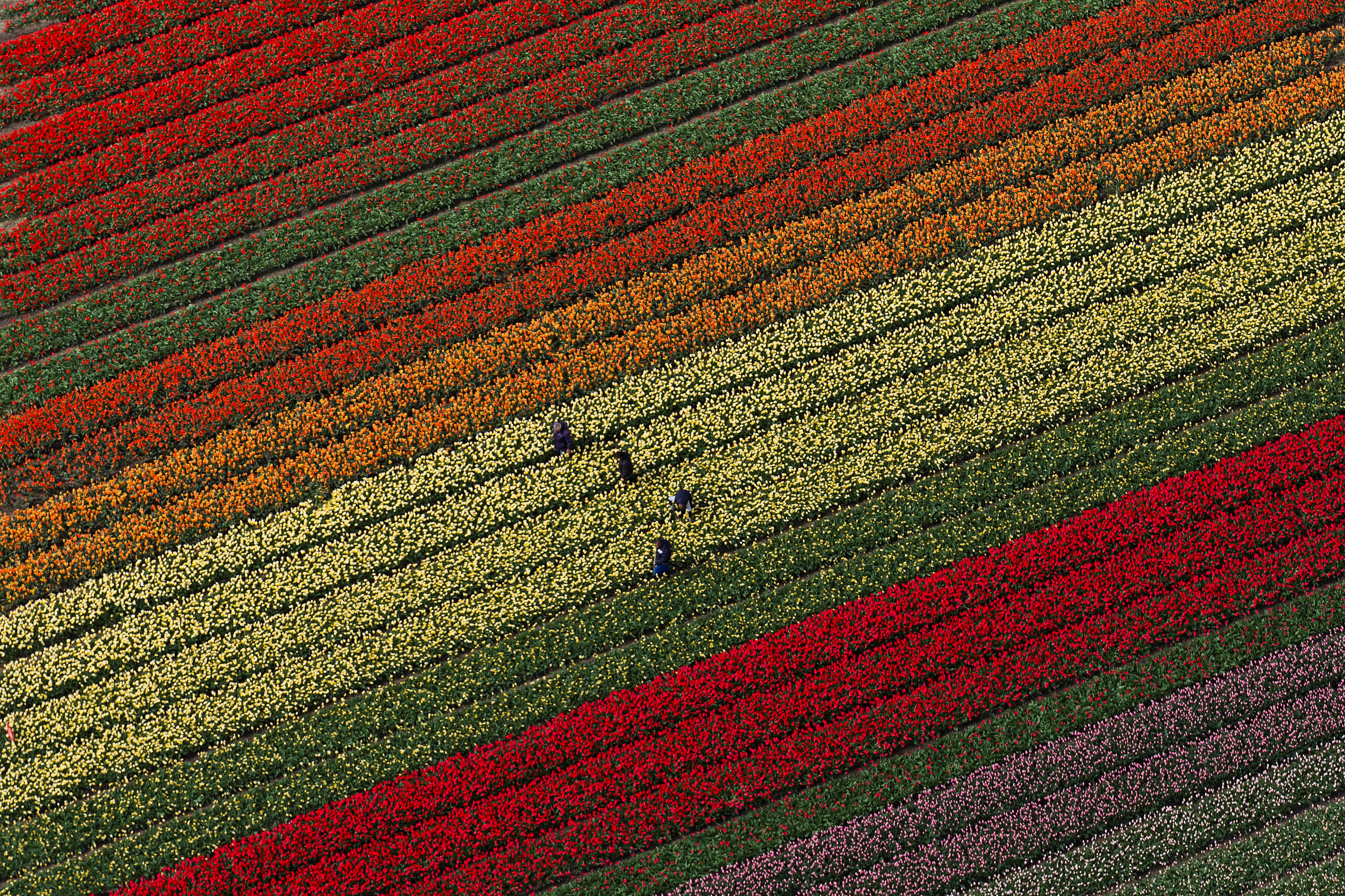 Los colores