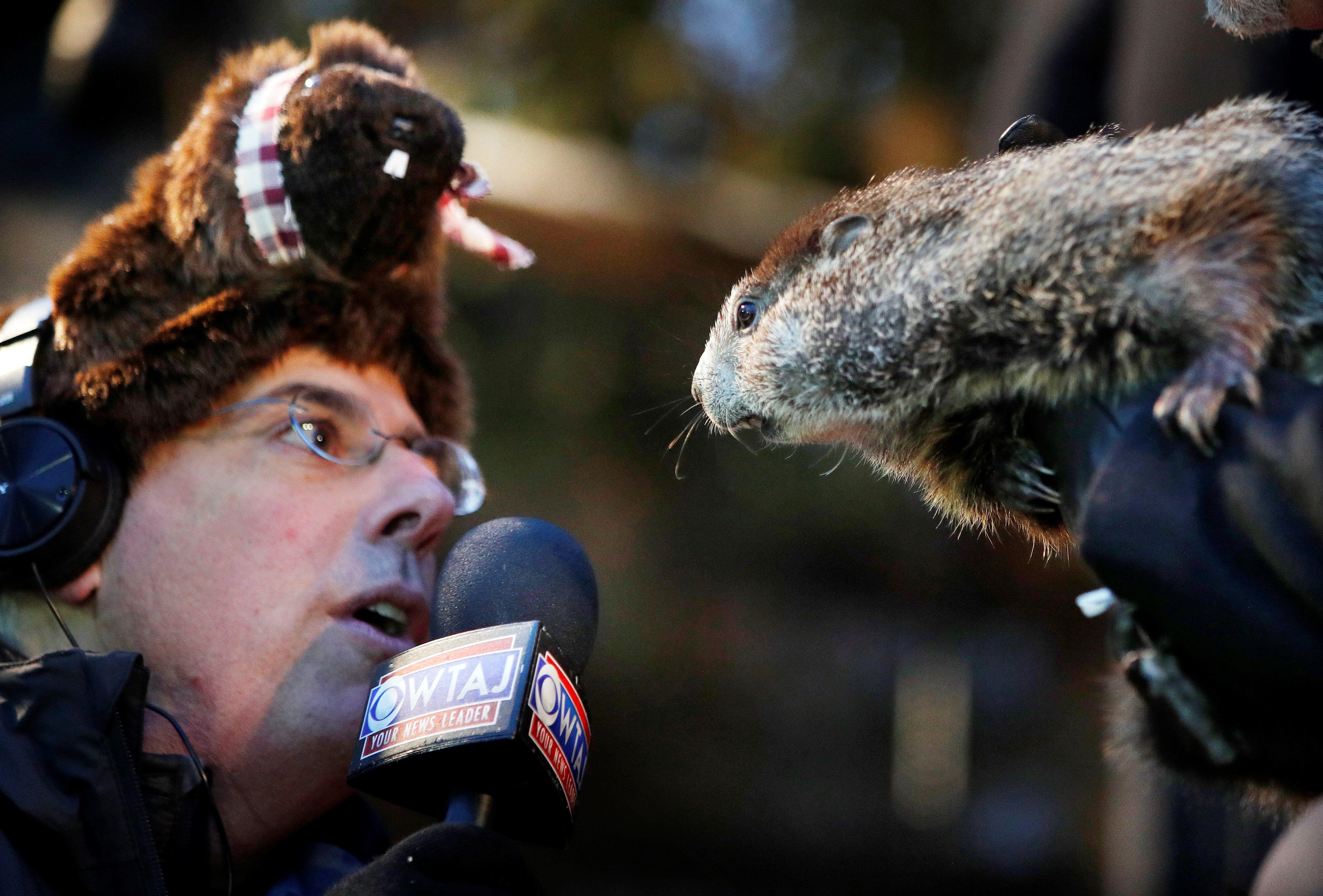 Marmota