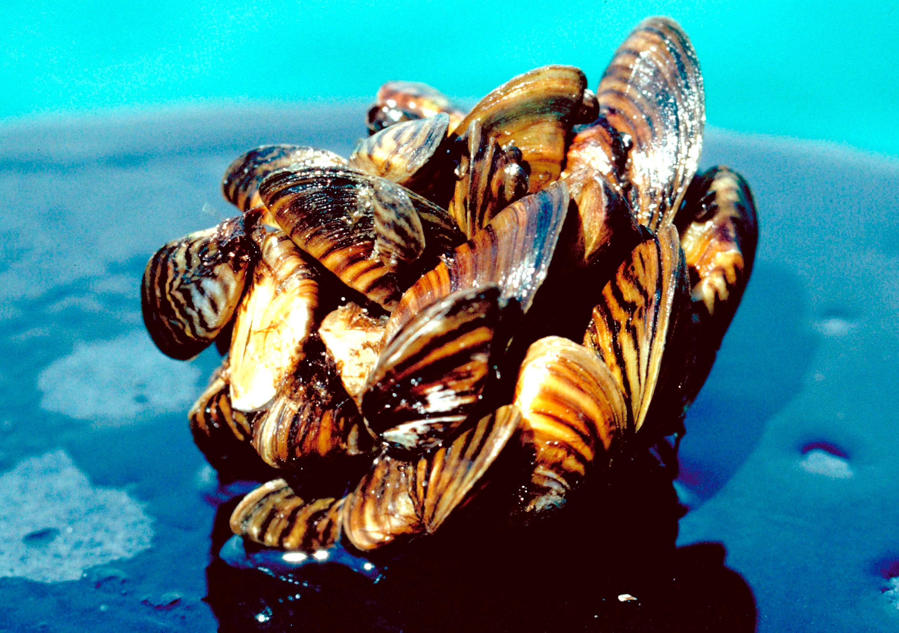 Mejillones