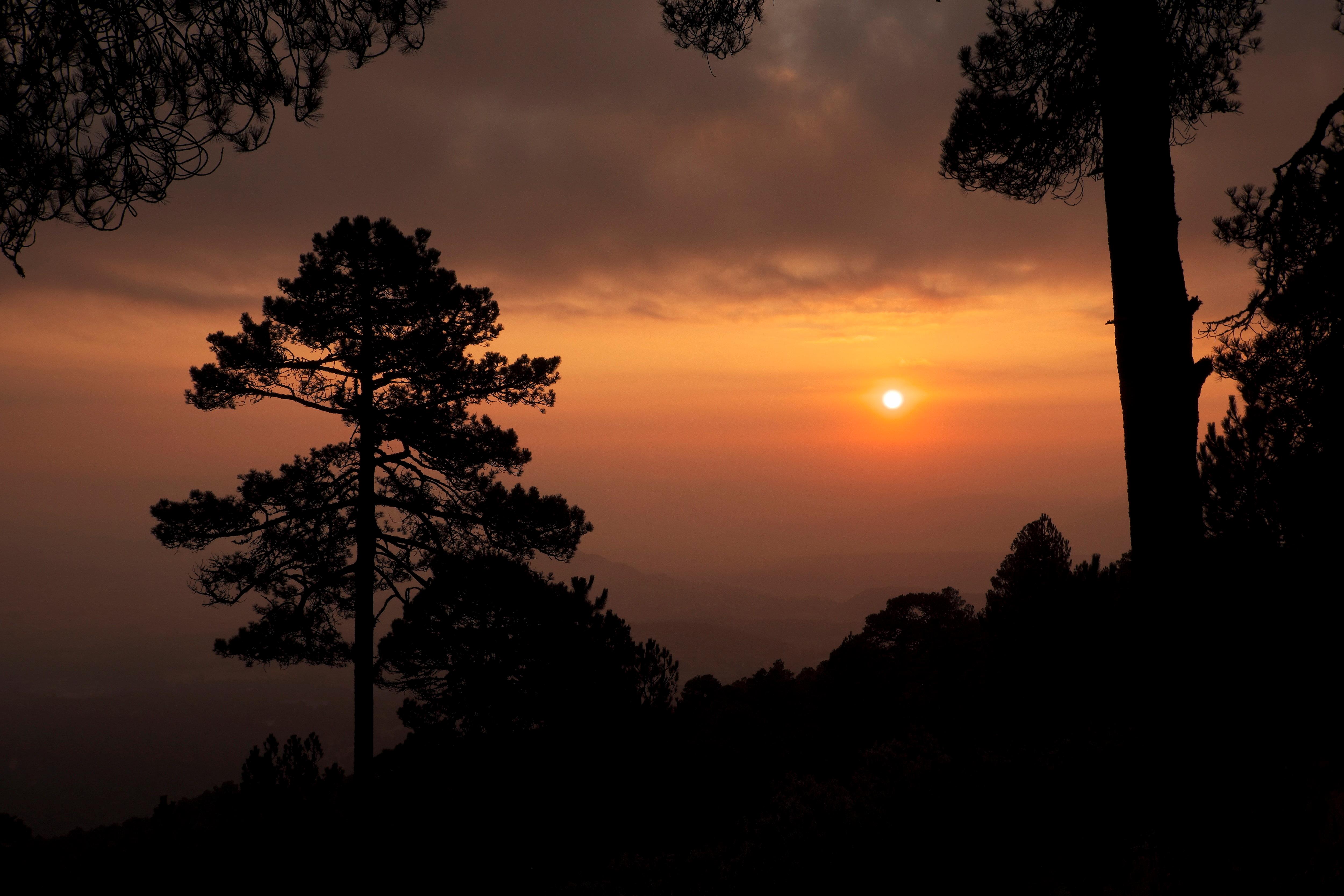 Bosques