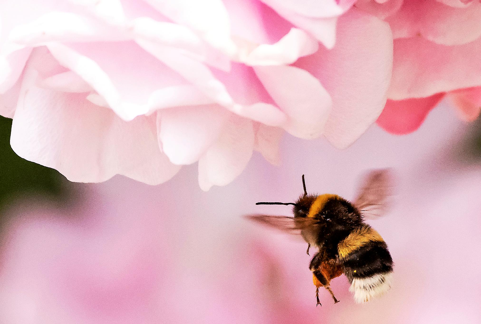 Abeja al rosal