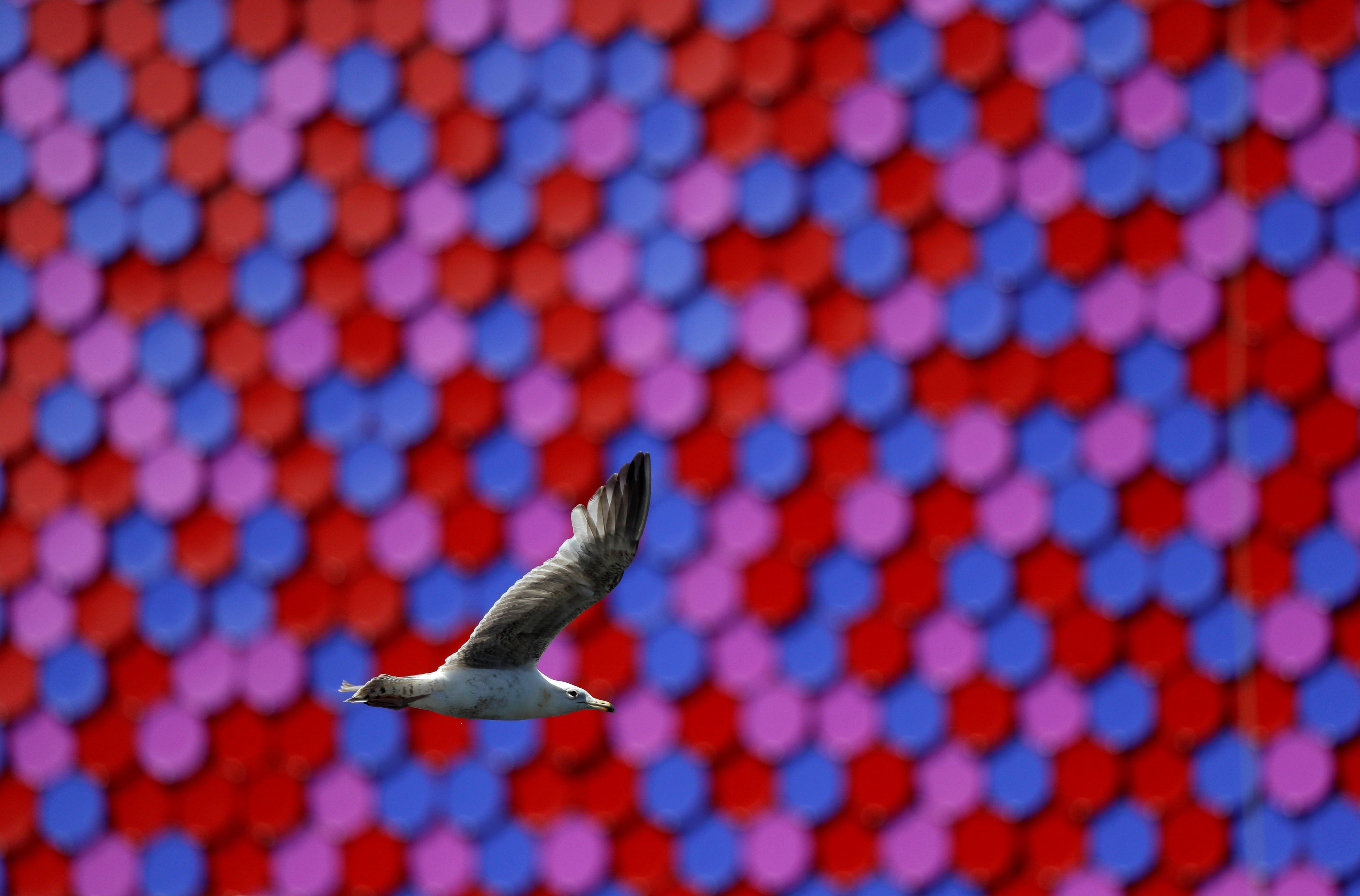 Vuelo curioso