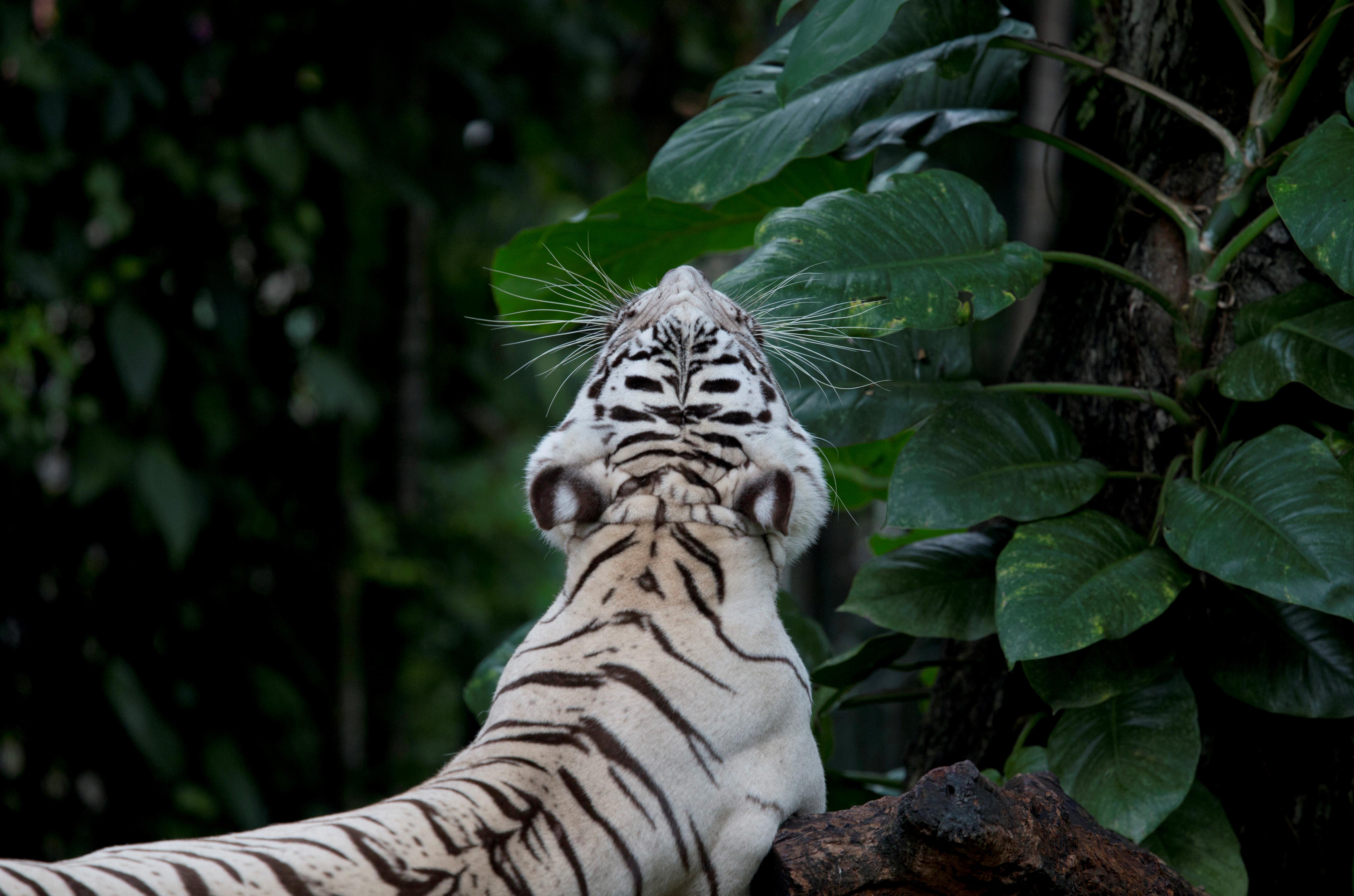Tailandia