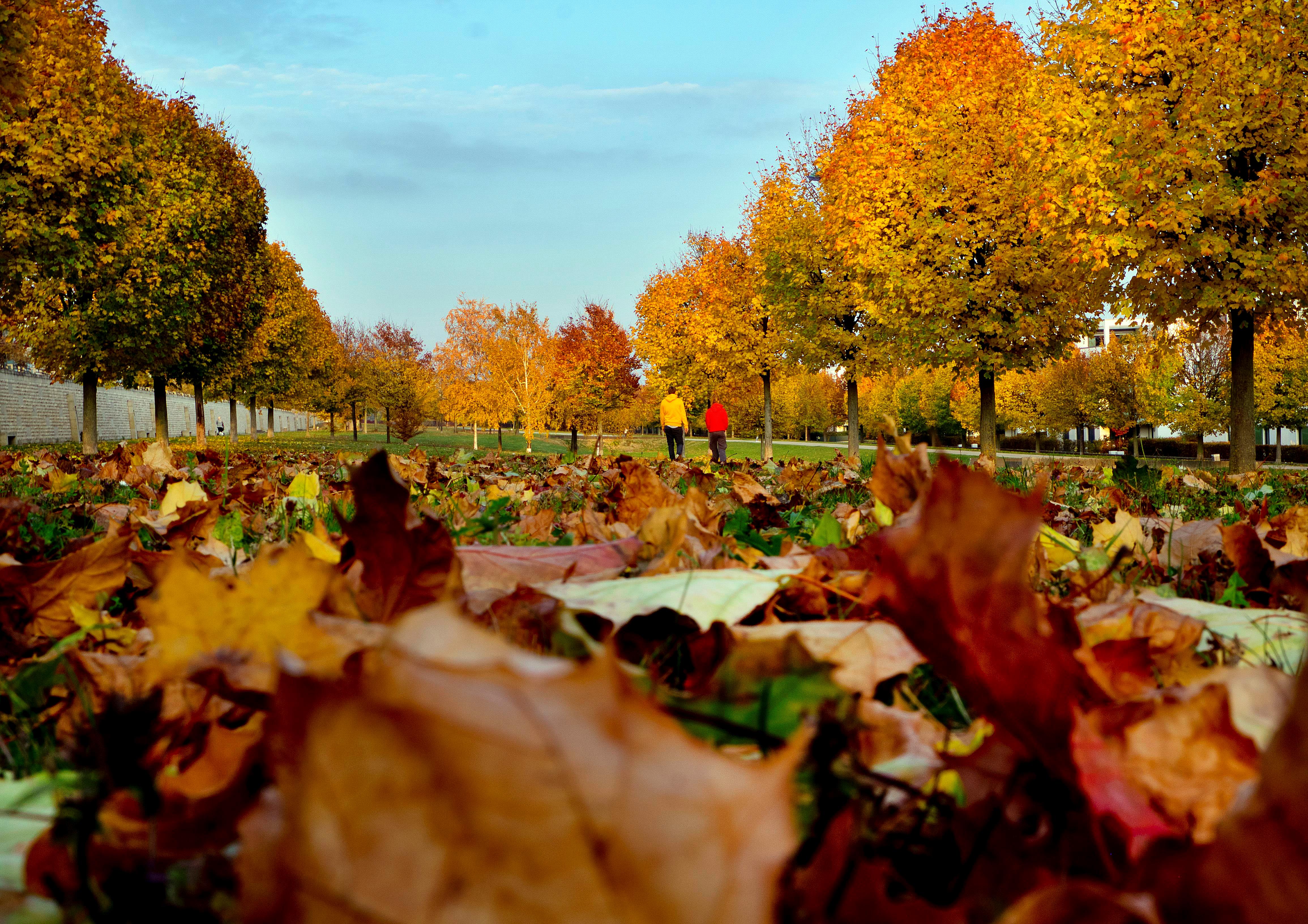Pleno Otoño