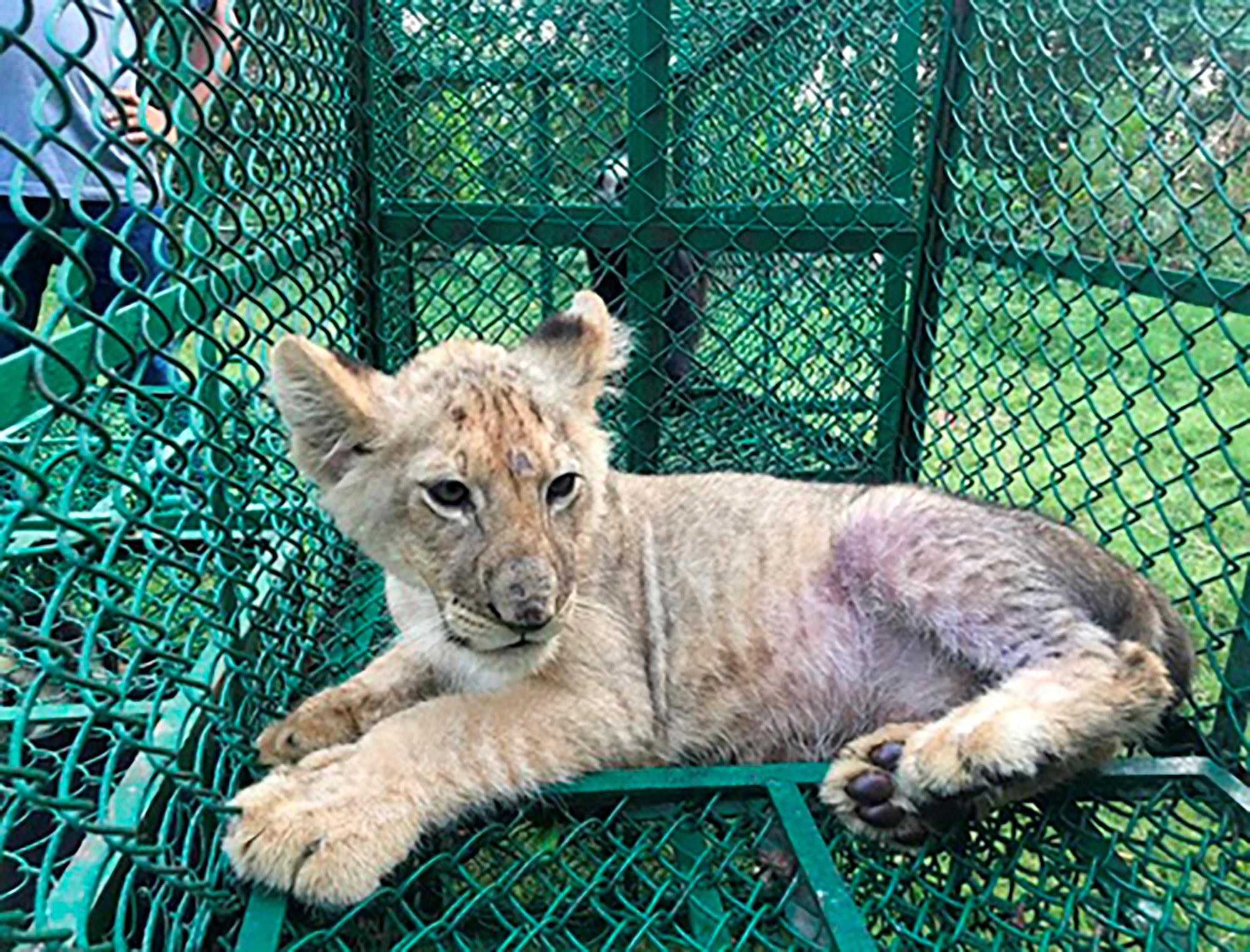 Fauna en riesgo