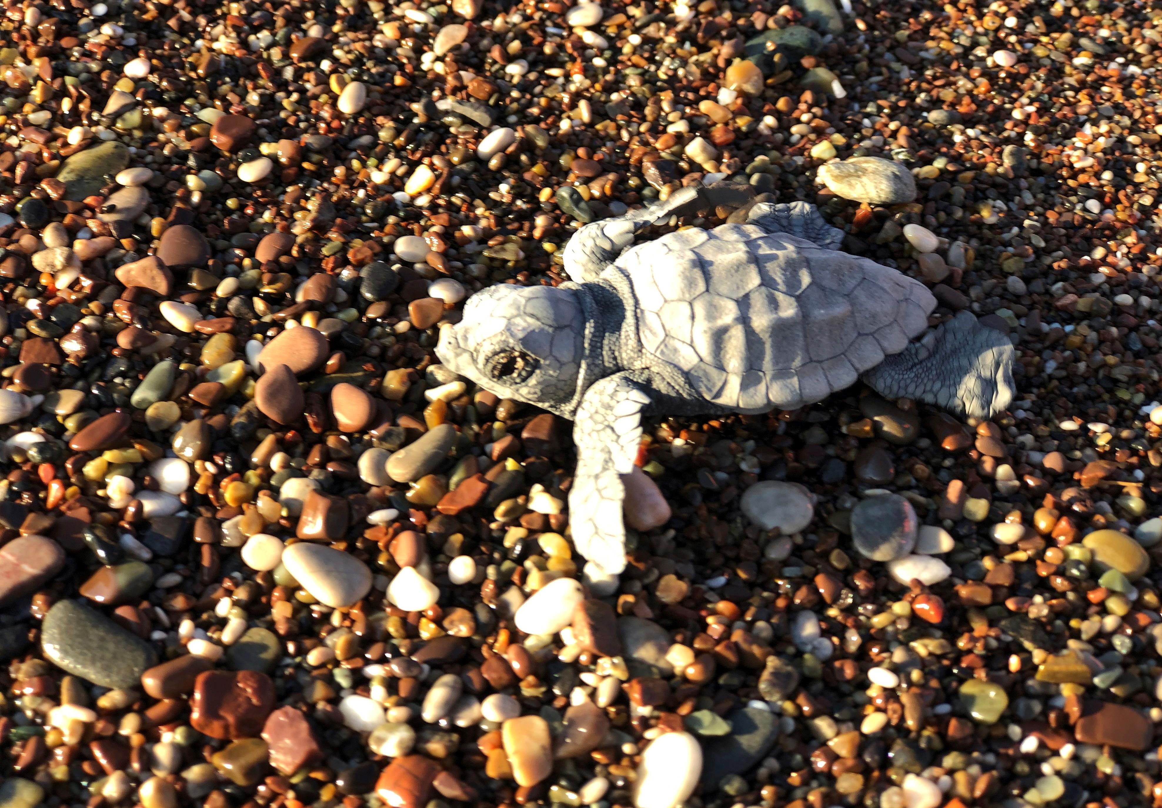 Caretta carettas