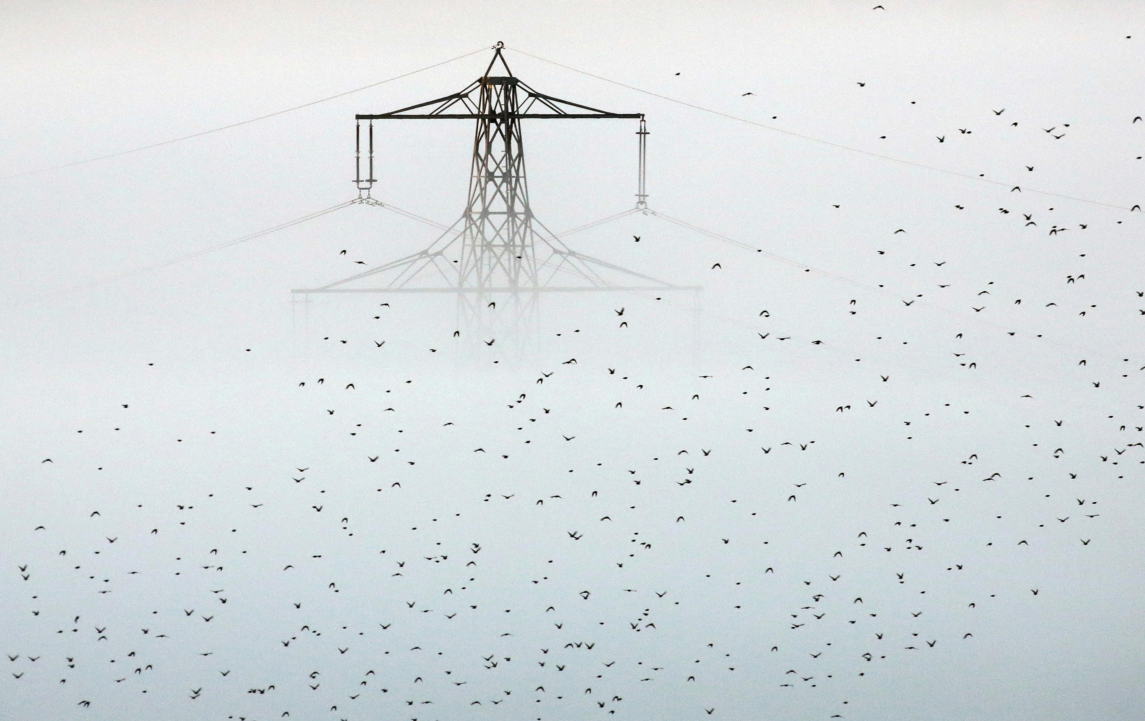 Niebla