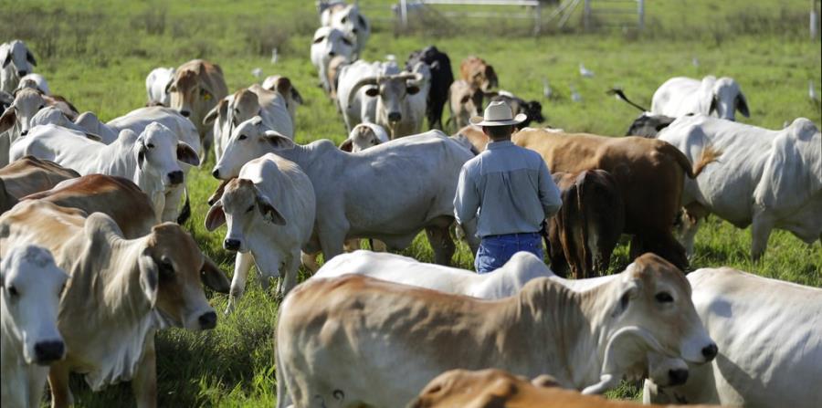 La bacteria mycoplasma bovis causa neumonía y artritis en el ganado neozelandés (horizontal-x3)