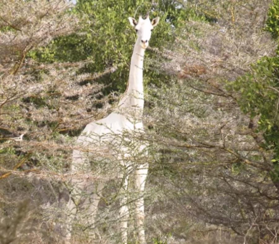 jirafa blanca (semisquare-x3)