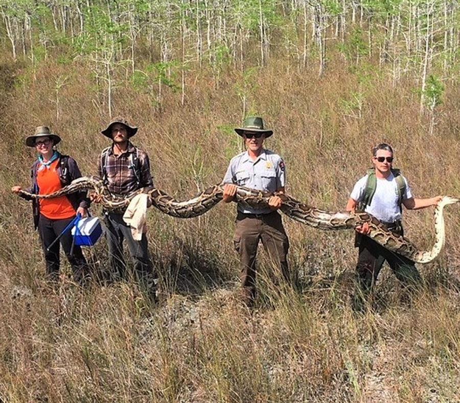 Empleados del parque sostienen la pitón de 140 libras. (Imagen tomada de Facebook) (semisquare-x3)
