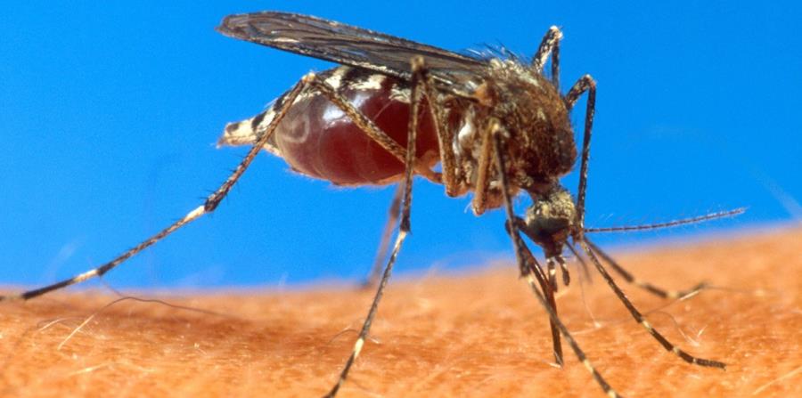 Resultado de imagen para encefalitis equina venezolana VIRUS