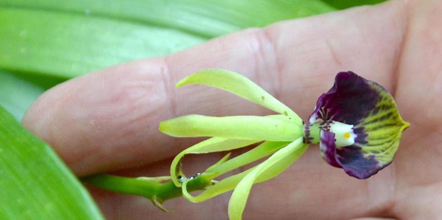 Una persona sostiene en sus manos una pequeña orquídea. (Agencia Cubana de Noticias) (horizontal-x3)