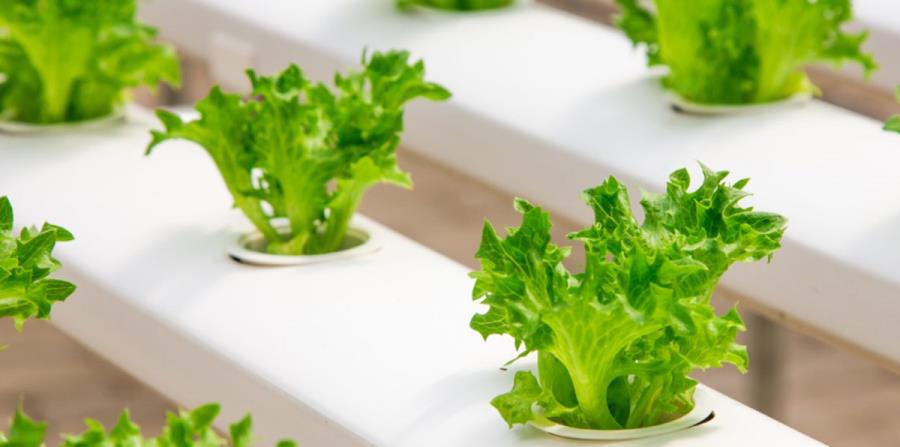 Un cultivo hidropónico de lechuga romana. (GFR Media) (horizontal-x3)