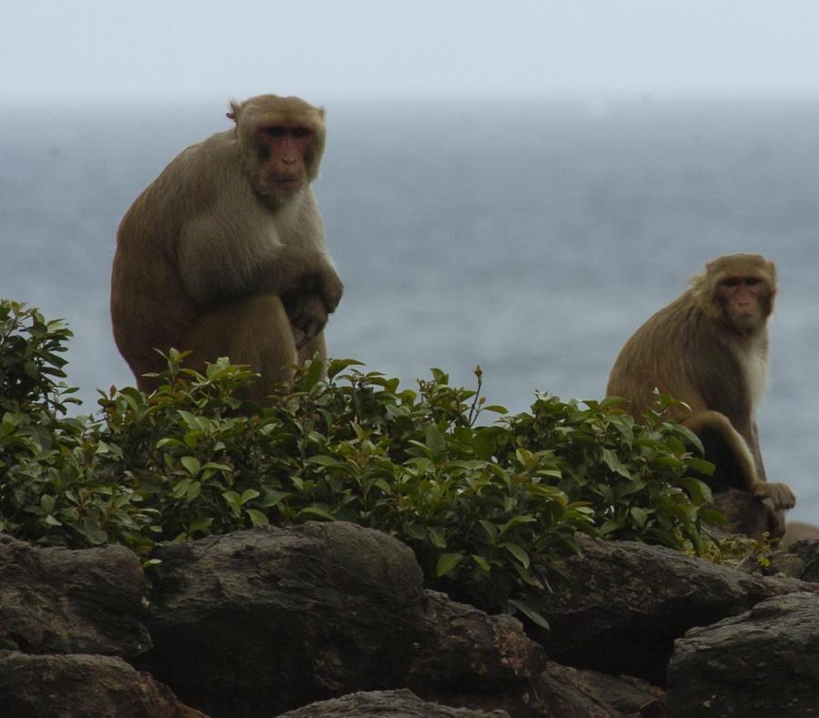 En cayo Santiago se estudian a los primates. (GFR Media) (semisquare-x3)