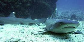 Avistan tiburones cerca a las playas de Miami Beach