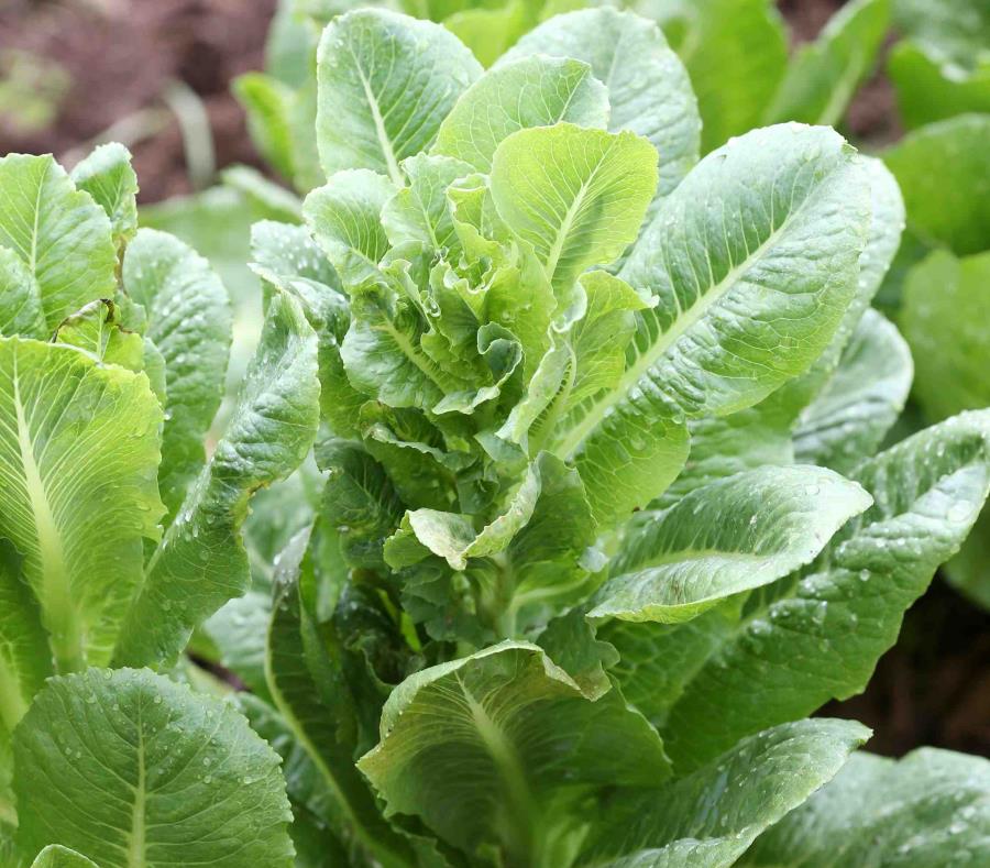 Las autoridades registraron 32 personas infectadas por la bacteria en 11 estados tras el consumo del producto (semisquare-x3)