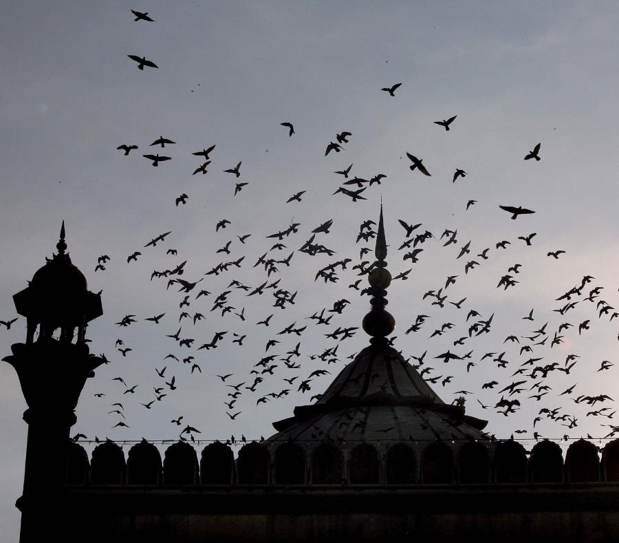 Mezquita Jama Masjida en la zona musulmana de la capital india (semisquare-x3)