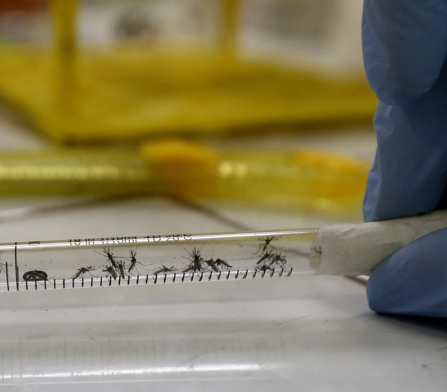 El mosquito no transmite el coronavirus, según el Instituto de ...