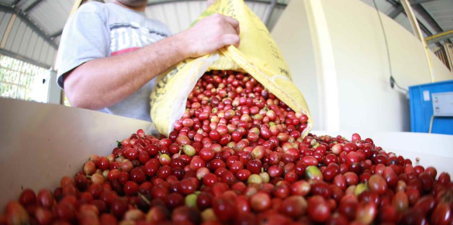 La importación de las semillas de café se dará en alianza con la Fundación Starbucks (horizontal-x3)