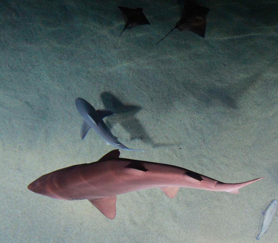 El Departamento de Agricultura y Pesca de Queensland informó que seis tiburones fueron cazados. (EFE) (semisquare-x3)