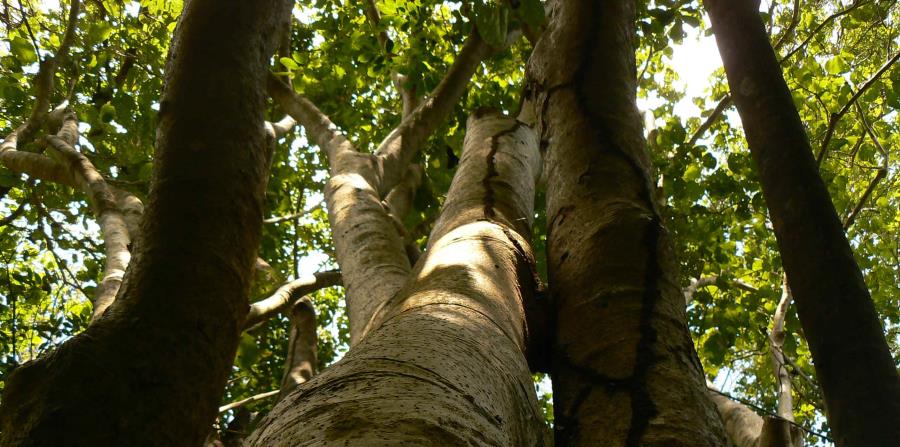 Pisonia horneae es un árbol de tamaño mediano, cuyo hábitat está casi restringido al karso del norte de Puerto Rico. (horizontal-x3)