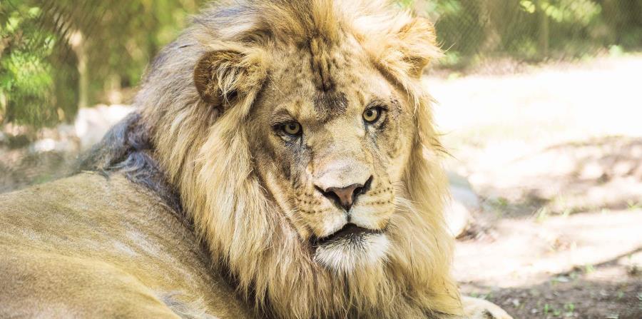 En la actualidad, alrededor de 113 leones viven en Antelope Park, un parque situado a unos 300 kilómetros al sur de Harare, capital de Zimbabue (horizontal-x3)