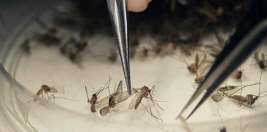 El zika es una enfermedad vírica transmitida por mosquitos Aedes aegypti o de persona a persona por vía sexual. (horizontal-x3)