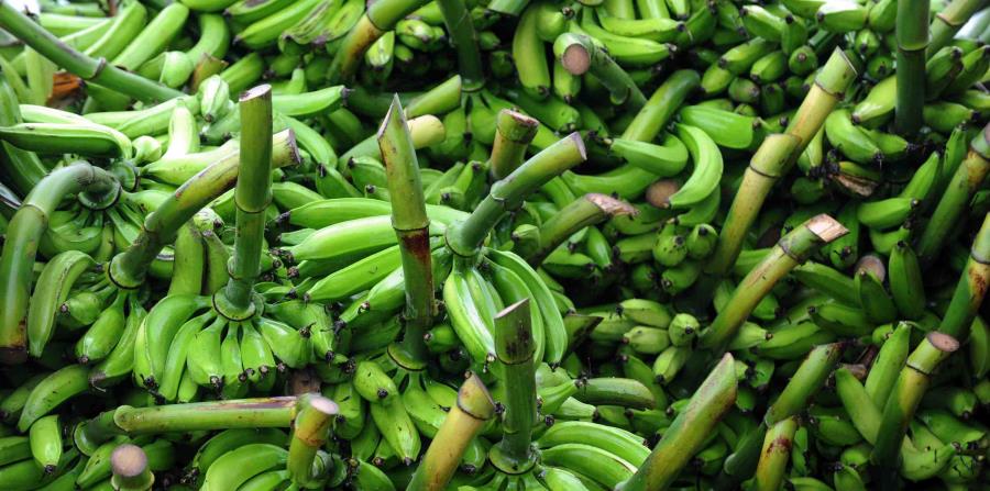 El cargamento violó la cuarentena número 12 de Sanidad Vegetal (horizontal-x3)