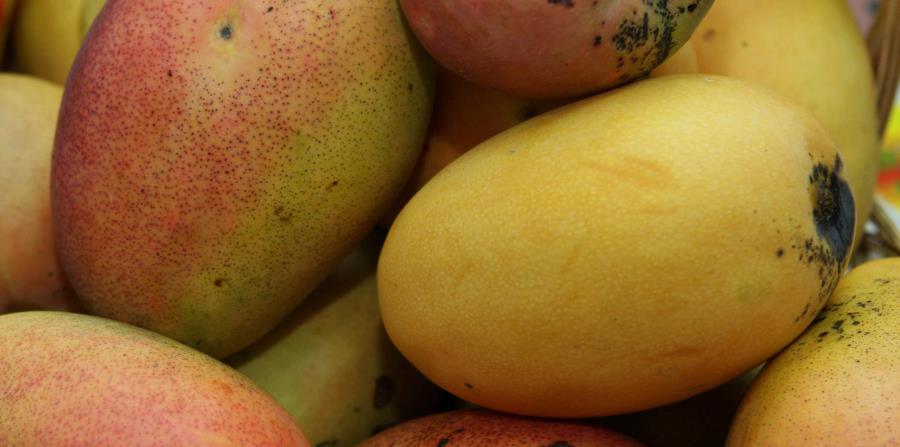 El mangó, particularmente, es una de las frutas que más es detectada por agentes de USDA en los aeropuertos de la isla (horizontal-x3)