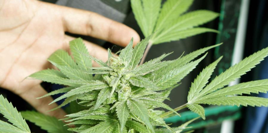 La industria de cannabis medicinal se mostró complacida con el borrador del reglamento (horizontal-x3)