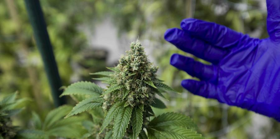 Una siembra de cannabis en Puerto Rico (horizontal-x3)