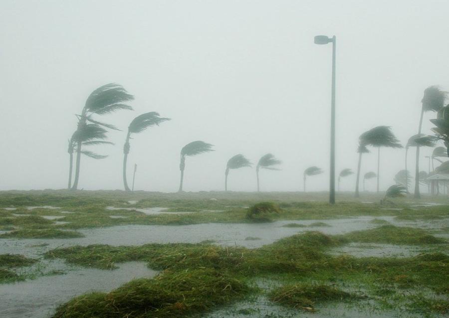 Palmeras de cocos fueron arrancadas de raíz en cultivos de miles de hectáreas, dijo la organización de agricultores Tamil Nadu Vivasayigal Sangam. (Pixabay) (semisquare-x3)