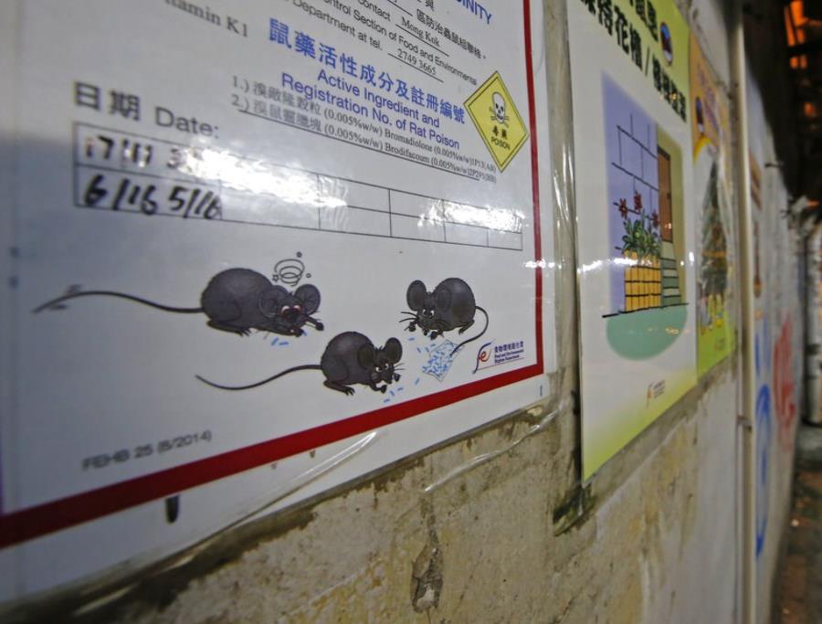Una persona contrae hepatitis por ratas en Hong Kong (semisquare-x3)