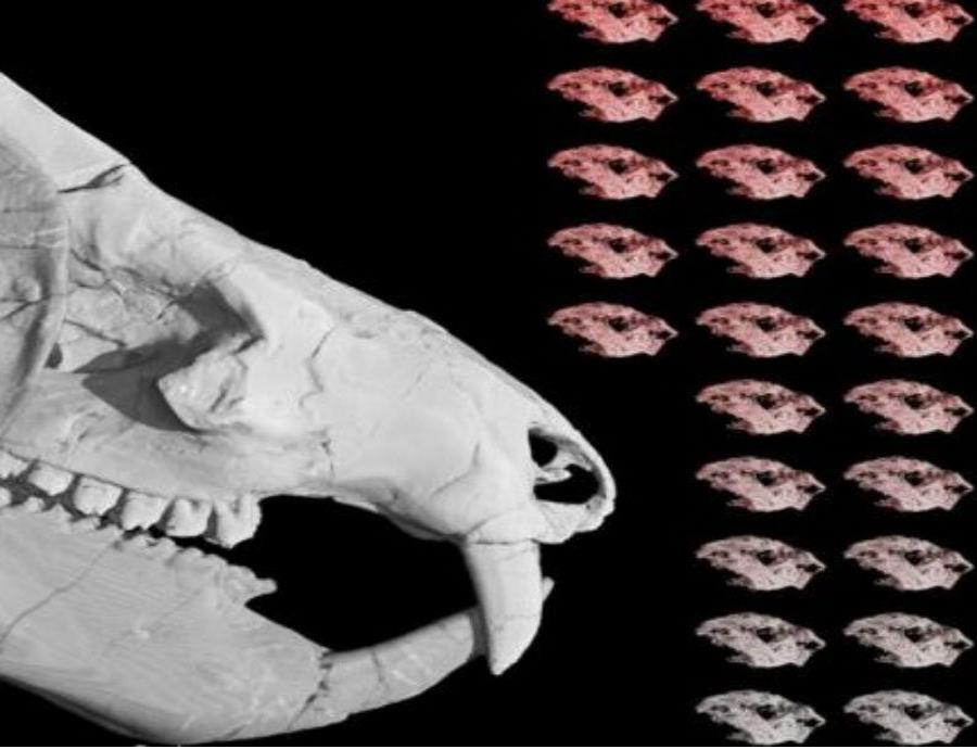 Descubren los fósiles de un mamífero, con 38 crías, de hace 184 millones de años (semisquare-x3)