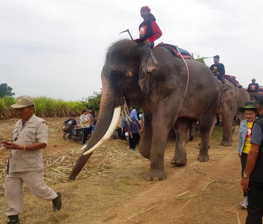 Usan elefantes para buscar a un niño desaparecido en Tailandia (semisquare-x3)