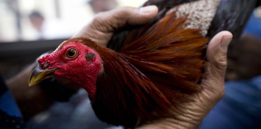 Las peleas de gallos no requieren subsidios del gobierno. (horizontal-x3)