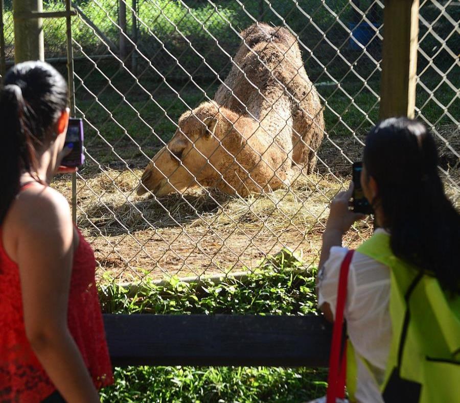 El zoológico permanece cerrado desde septiembre de 2017 (semisquare-x3)