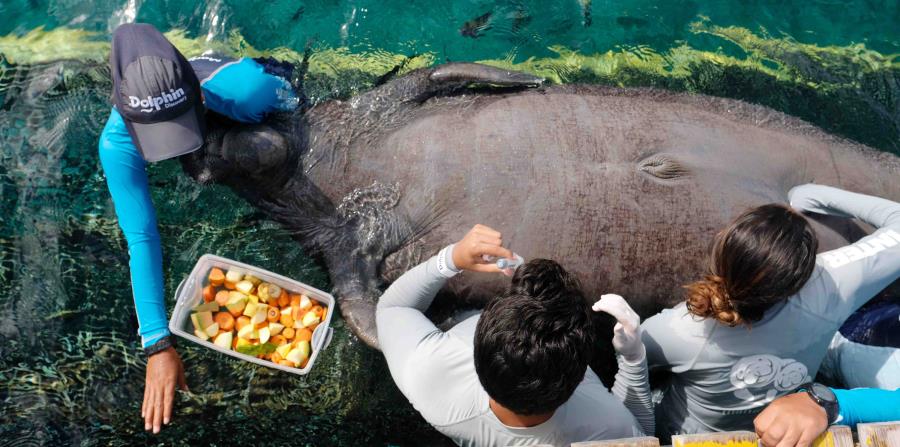 En la foto superior, los estudiantes Sebastián Rivera Torres y Lesly Cabrias Contreras toman una muestra de orina a un manatí. (horizontal-x3)