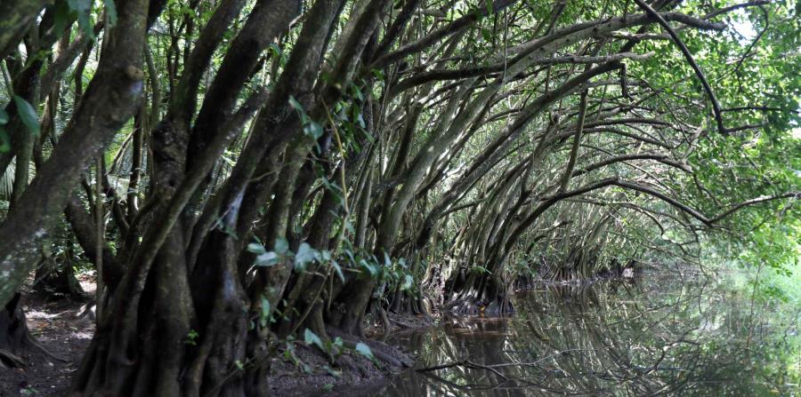 Imagen de la reserva de Punta Tuna, en Maunabo. (Archivo / GFR Media) (horizontal-x3)