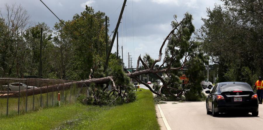 En la carretera Boogy Creek, en Kissimmee, cayó un árbol sobre el tendido eléctrico. (horizontal-x3)