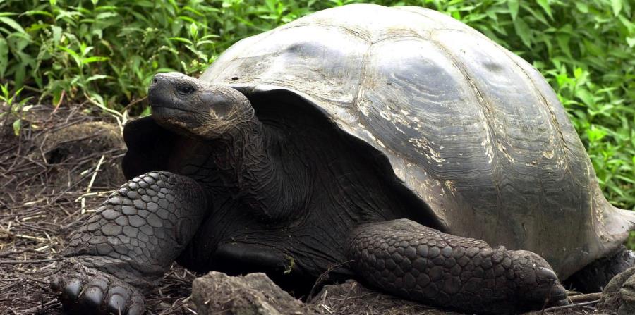 Tortuga gigante (horizontal-x3)