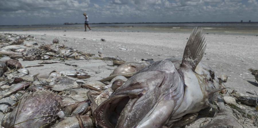 En agosto se encontraron cientos de peces muertos en la costa oeste de Florida. (EFE) (horizontal-x3)