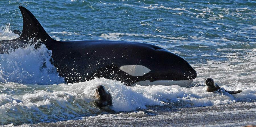 La principal fuente de alimento para las orcas es el salmón chinook, que ya no es tan numeroso como alguna vez lo fue. (horizontal-x3)