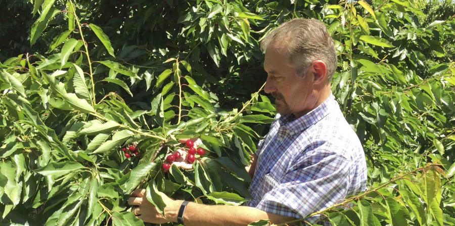Jeff Colombini observa las cerezas en su huerto en Stockton, California, el viernes 1 de junio de 2018 (horizontal-x3)