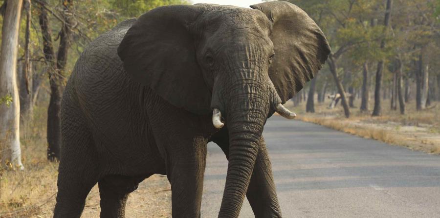 Un elefante en un parque nacional en Hwange, Zimbabue el 1 de octubre del 2015. (horizontal-x3)