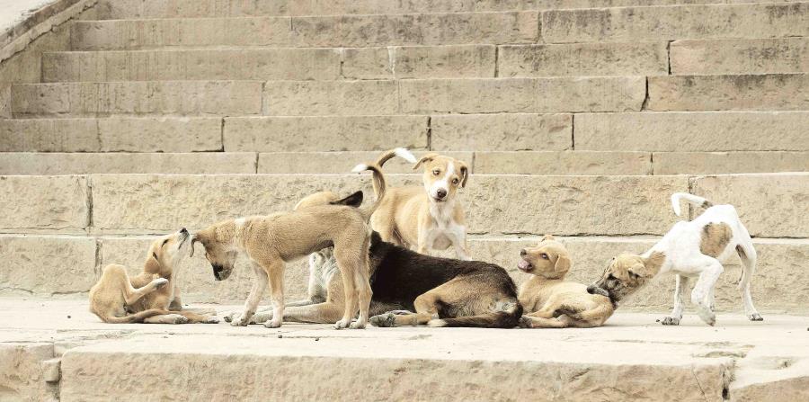 perro realengos (horizontal-x3)