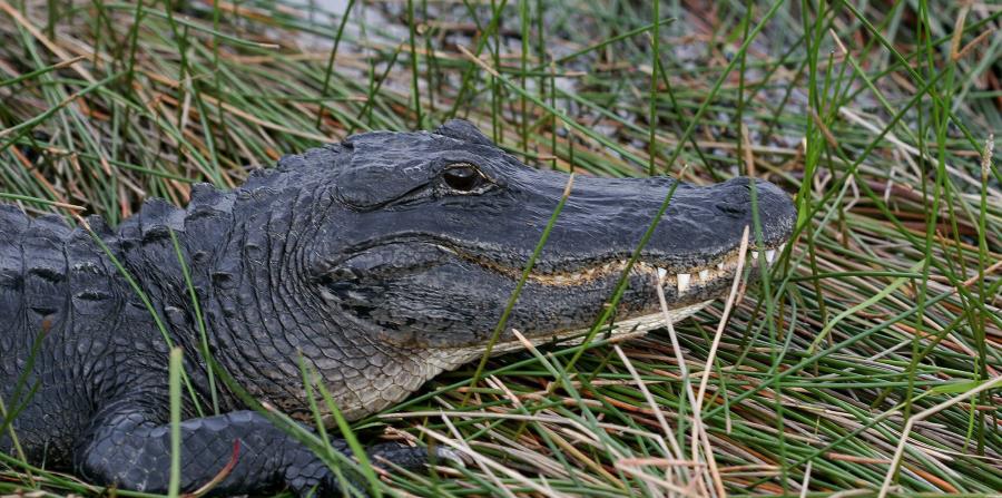 Una imagen de una especie de caimán tomando el sol en el Parque Nacional de los Everglades, en Florida. (EFE) (horizontal-x3)