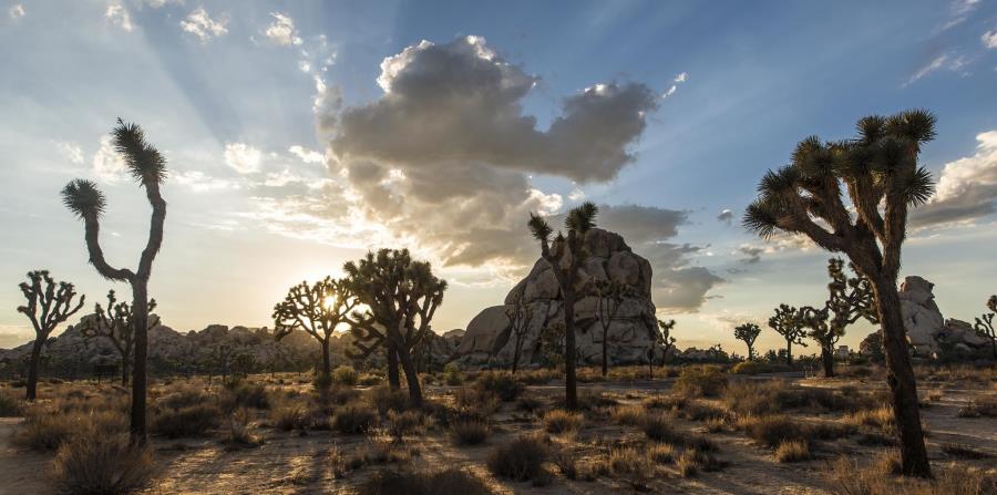 Joshua Tree National Park, Estados Unidos