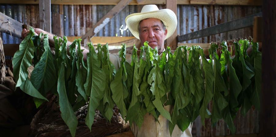 Crónica: Renace el tabaco boricua (horizontal-x3)