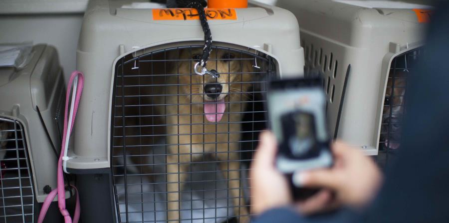 El Faro y el albergue de mascotas St. Hubert trasladan fuera de Puerto Rico decenas de mascotas para llevarlas a sus dueños que se han mudado a Estados Unidos luego del huracán María. (horizontal-x3)